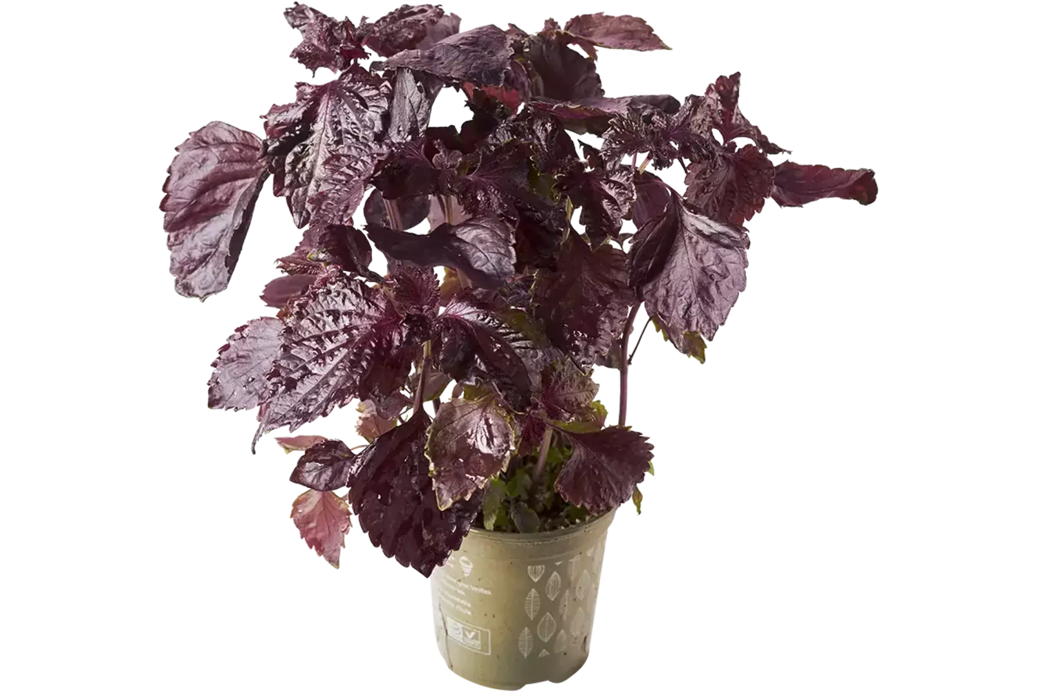 BIO Shiso in pot doos 2st stuk